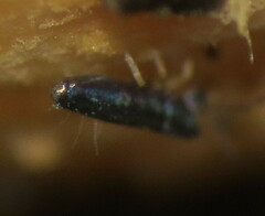 Lepidocyrtus paradoxus