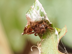 Boliscus tuberculatus