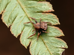 Boliscus tuberculatus