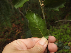 Quercus parvula