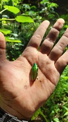 Chrysochroa fulminans
