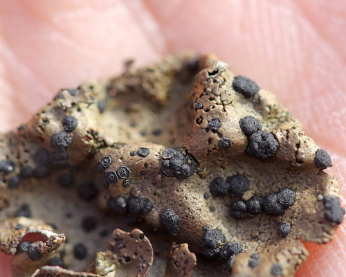 iNaturalist observation photo of Emery Rocktripe Lichen
