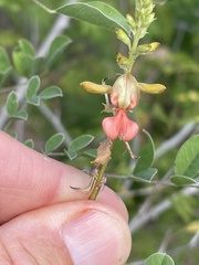 Indigofera fruticosa