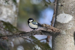 Parus minor