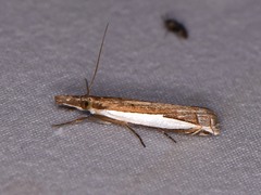 Crambus quinquareatus