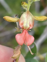 Indigofera fruticosa