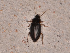 Notiobia terminata