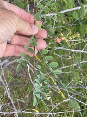 Indigofera fruticosa