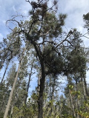 Pinus contorta bolanderi