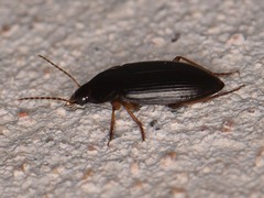 Notiobia terminata