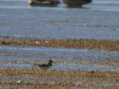 Calidris