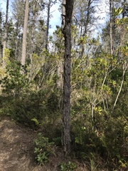 Pinus contorta bolanderi