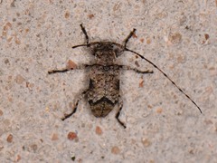 Sternidius mimeticus