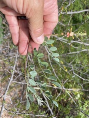 Indigofera fruticosa