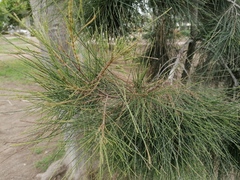 Casuarina equisetifolia