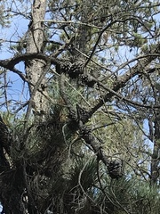Pinus contorta bolanderi