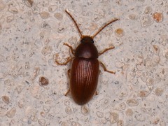 Hymenorus