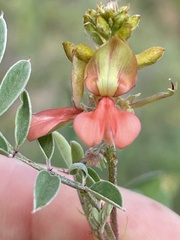 Indigofera fruticosa