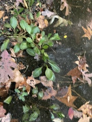 Ludwigia peploides glabrescens