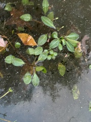 Ludwigia peploides glabrescens