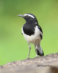 Motacilla maderaspatensis