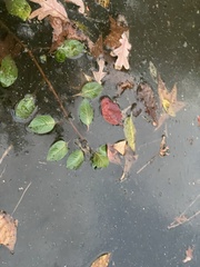 Ludwigia peploides glabrescens