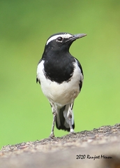 Motacilla maderaspatensis