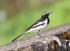 Motacilla maderaspatensis