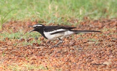 Motacilla maderaspatensis