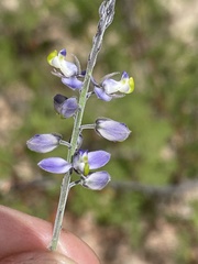Polygala magdalenae