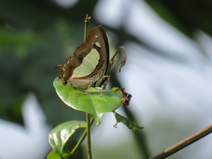 Polyura athamas