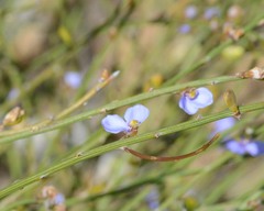 Comesperma scoparium