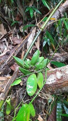 Dischidia major