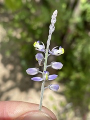 Polygala magdalenae
