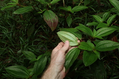 Melastoma