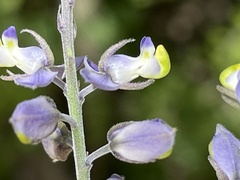 Polygala magdalenae