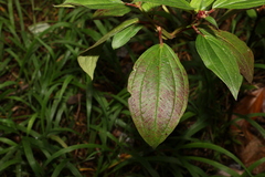 Melastoma