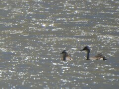 Lophonetta specularioides