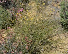 Comesperma scoparium