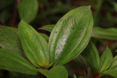 Melastoma