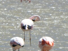 Phoenicoparrus andinus