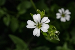 Stellaria chilensis