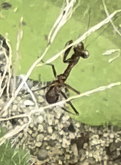 Pseudomantis albofimbriata