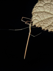 Ariamnes cylindrogaster