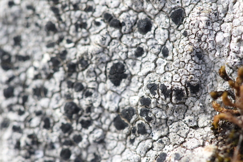iNaturalist observation photo of Common Lichens