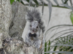 Sciurus stramineus