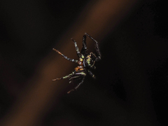 Thiania