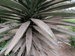 Agave vivipara
