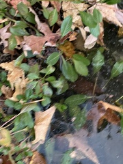 Ludwigia peploides glabrescens