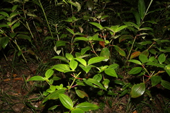 Melastoma